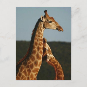 Festiva Madre Giraffe y su postal de bebé