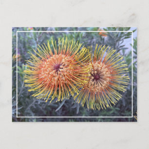 Festiva Magnífica postal floral Naranja y proteas amarilla