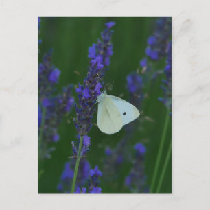 Festiva Mariposa en la postal Lavender