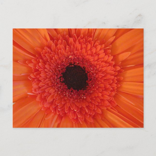 Festiva Naranja Gerbera Cerrar postal DIY (Anverso)