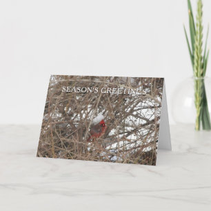 Festiva Pájaro cardenal rojo en tarjeta de saludos de temp