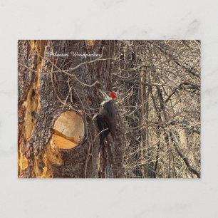 Festiva Pájaro carpintero en postal de árbol