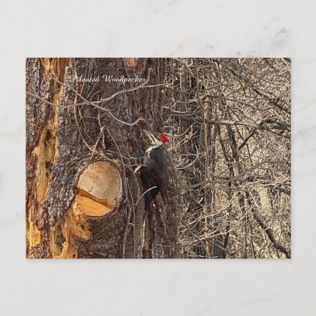 Festiva Pájaro carpintero en postal de árbol (Anverso)