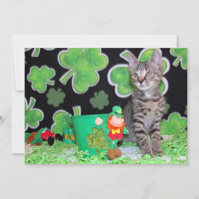 Festiva Patton's St. Patrick's Day Cat/ Kitten - Tarjeta p (Anverso)