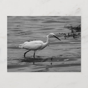 Festiva Pequeña postal de Egret