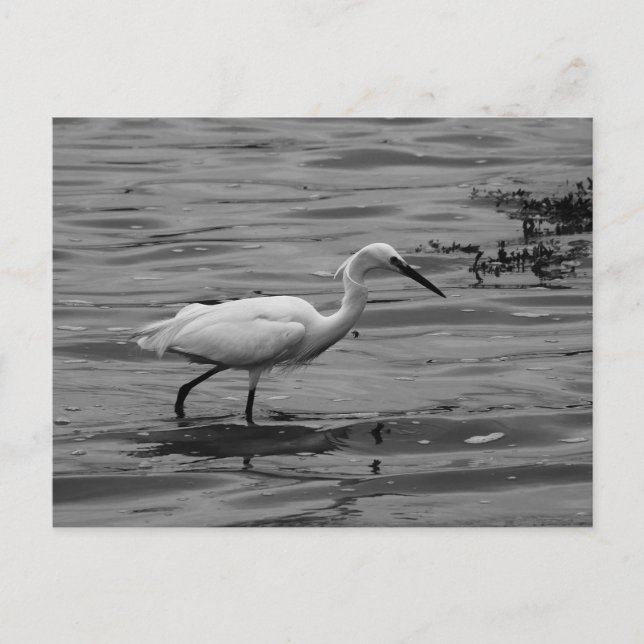 Festiva Pequeña postal de Egret (Anverso)