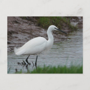 Festiva Pequeña postal de Egret