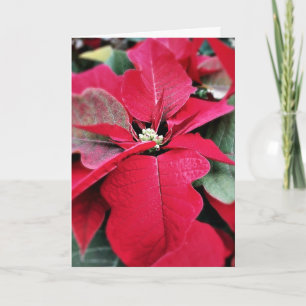 Festiva Perfectamente en punto Poinsettia tarjeta de vacac