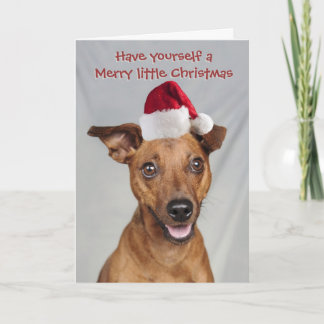 Festiva Perro Min Pin con tarjeta de Navidades Santa cap
