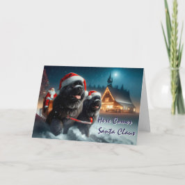 Festiva Perros de Terranova sacando la tarjeta Sleigh de S