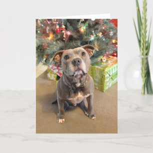 Festiva Pitbull ama a los Navidades tarjeta de Navidades e