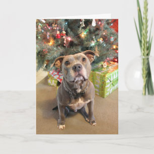 Festiva Pitbull quiero una tarjeta de Navidades actuales