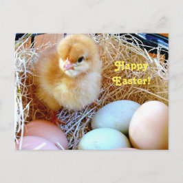 Festiva Polluelo de Pascua en postal de la cesta