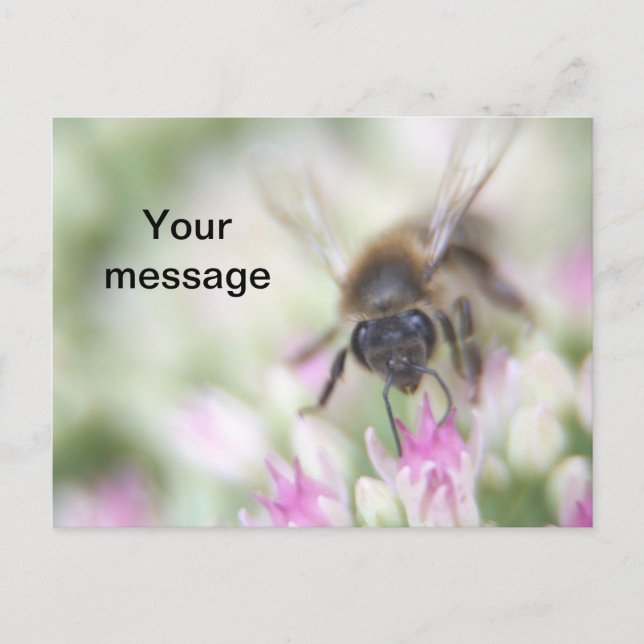 Festiva Postal (Anverso)