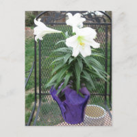 Postal blanca del lirio de pascua