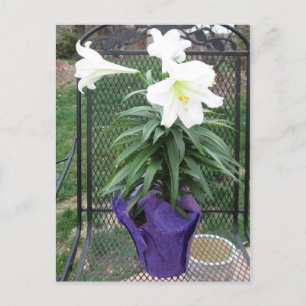 Festiva Postal blanca del lirio de pascua
