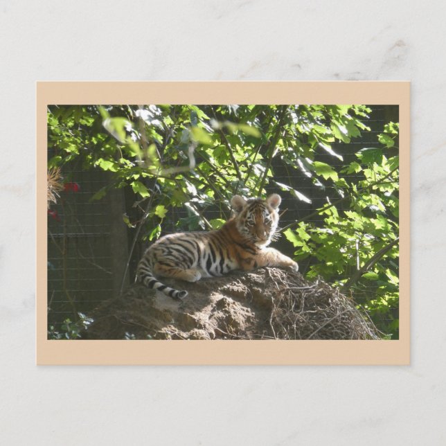 Festiva Postal Cutto Baby Tiger DIY (Anverso)