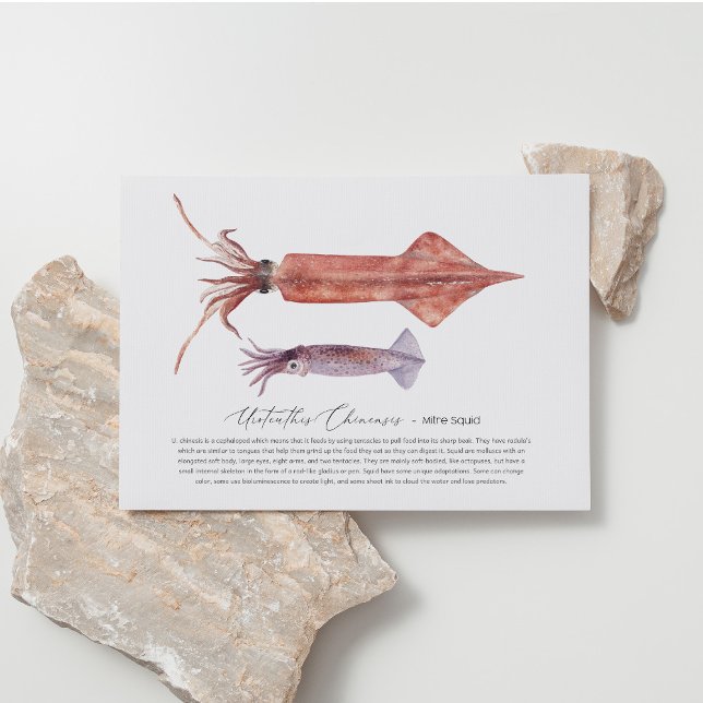 Festiva Postal de calamar (Subido por el creador)