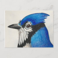 Postal de color azul de pájaro Jay Bluejay