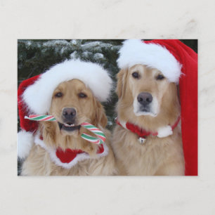 Festiva Postal de Cute Navidades recuperadores de oro