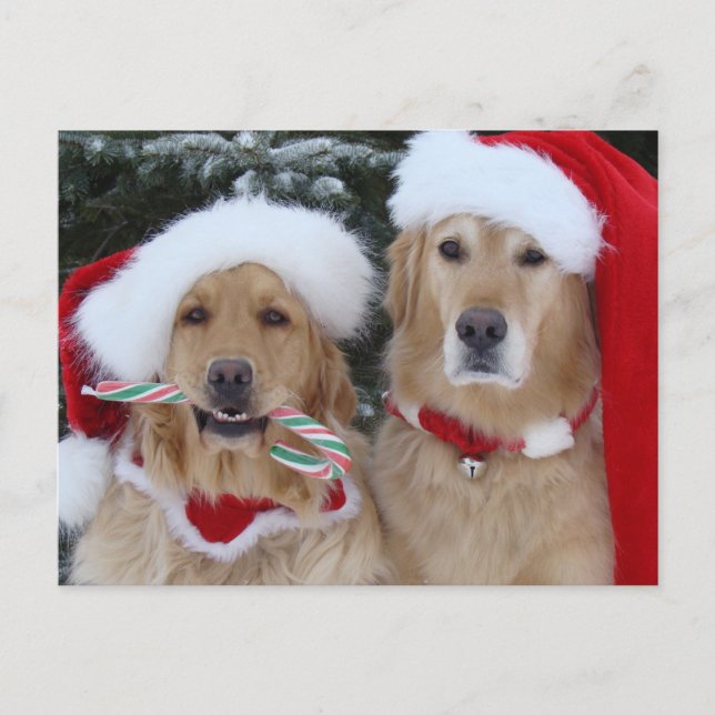 Festiva Postal de Cute Navidades recuperadores de oro (Anverso)