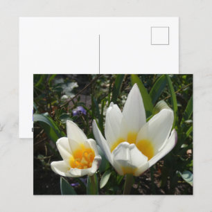 Festiva Postal de DIY de tulipanes amarillos blancos