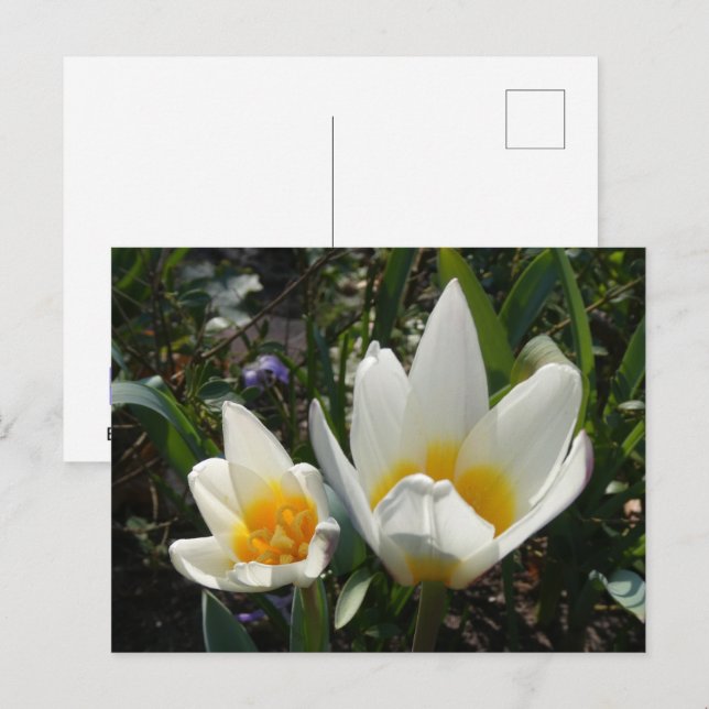 Festiva Postal de DIY de tulipanes amarillos blancos (Anverso / Reverso)