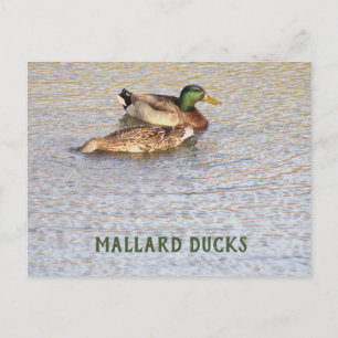 Festiva Postal de foto de Mallard Ducks