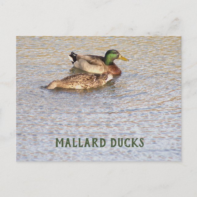 Festiva Postal de foto de Mallard Ducks (Anverso)