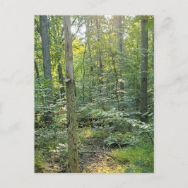 Festiva Postal de fotografía del sendero Summer Forrest