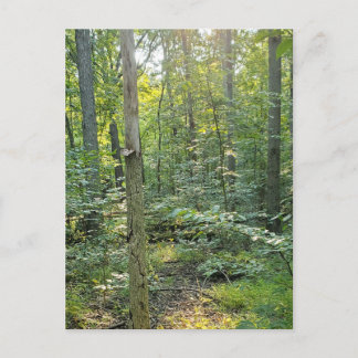 Festiva Postal de fotografía del sendero Summer Forrest