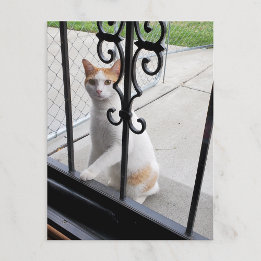 Festiva Postal de gato que realmente quiere entrar