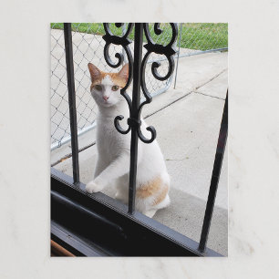 Festiva Postal de gato que realmente quiere entrar