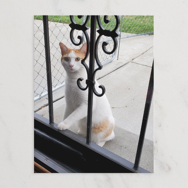 Festiva Postal de gato que realmente quiere entrar (Subido por el creador)