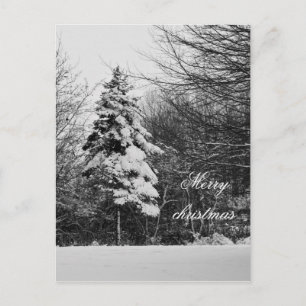 Festiva Postal de invierno