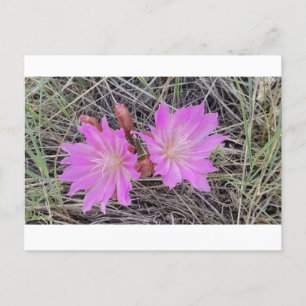 Festiva Postal de la flor del Bitterroot