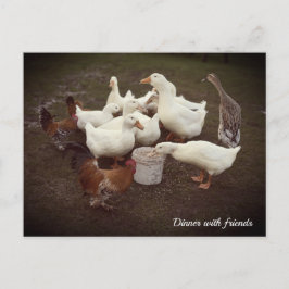 Festiva Postal de la hora de la cena divertida para pollos