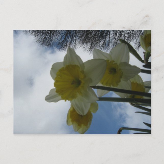 Festiva Postal de los narcisos de la primavera (Anverso)