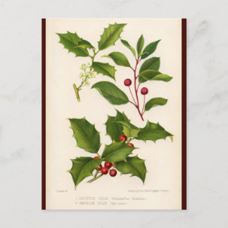 Festiva Postal de los Navidades del Ilustracion botánico H