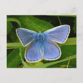 Festiva Postal de mariposa azul
