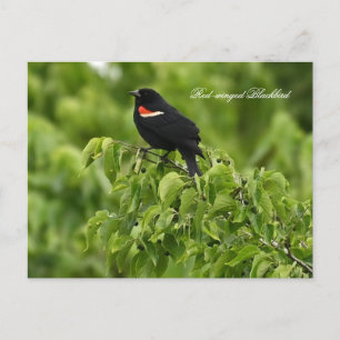 Festiva Postal de pájaro negro de ala roja
