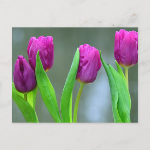 Festiva Postal de Pascua de Tulipanes Púrpura de bonito