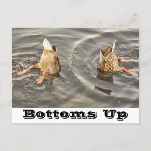 Festiva Postal de pato