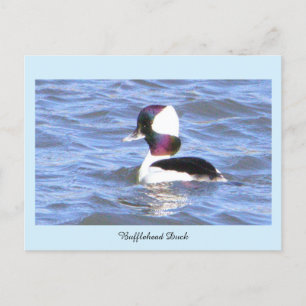 Festiva Postal de pato Bufflehead