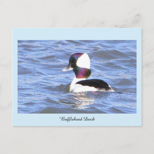 Festiva Postal de pato Bufflehead (Anverso)