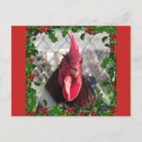 Postal de Rooster Holly Navidades