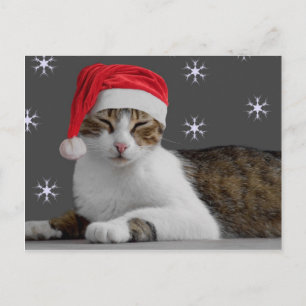 Festiva postal de Santa Gato