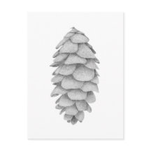 postal de vacaciones de White Spruce Cone
