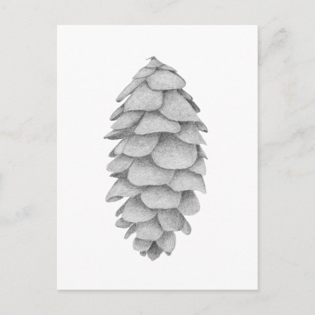 Festiva postal de vacaciones de White Spruce Cone (Anverso)