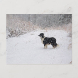 Festiva Postal del border collie Nevado